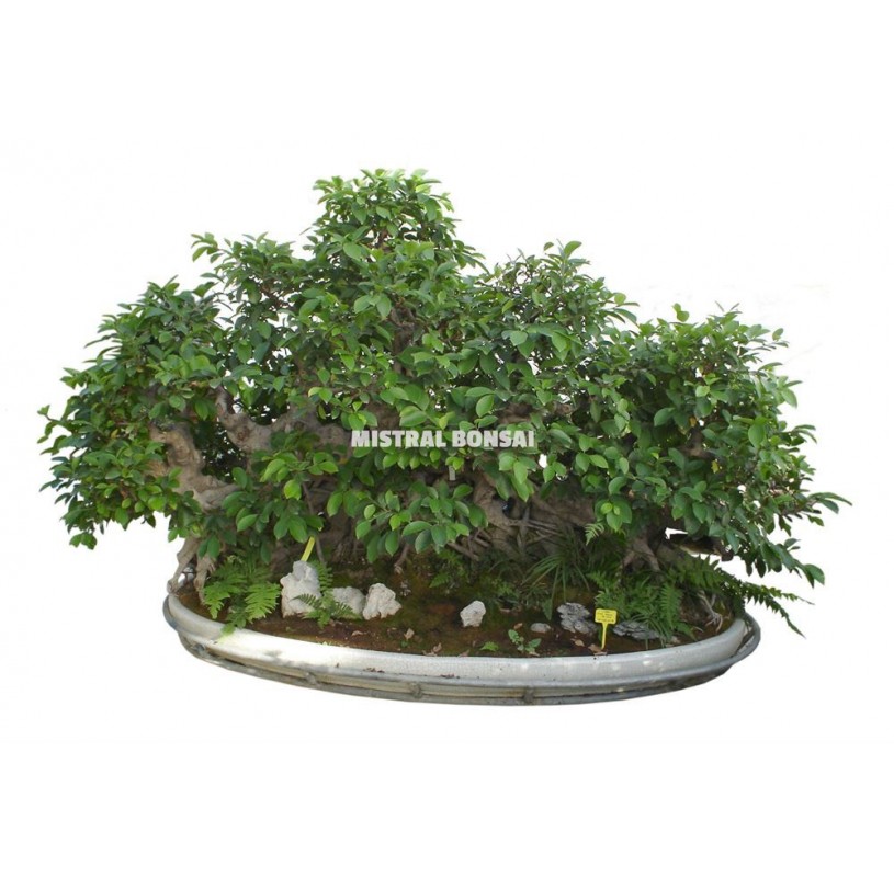 Bonsái ejemplar Ficus retusa de 109 años Bonsái ejemplar Ficus retusa de 109 años