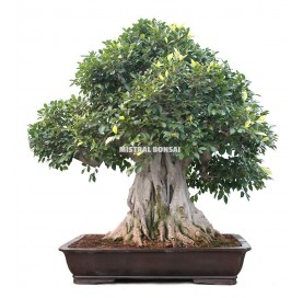 Bonsai specimen Ficus retusa, 128 years