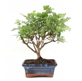 Zanthoxylum piperitum. Bonsai 5 years. Aromatic Pepper Tree,