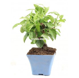 Malus sp. Pre-bonsai 8 years. Crabapple or Appletree. 