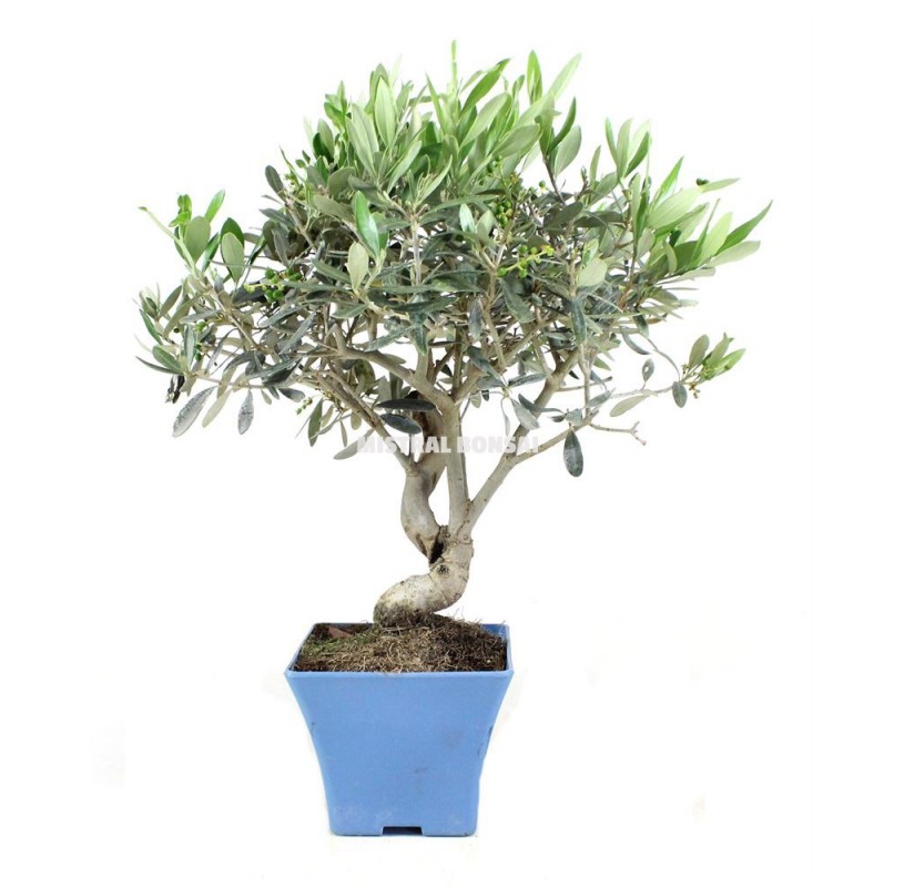 Olea europaea. Pre-bonsai 10 years. Olive tree. Olea europaea. Pre-bonsai 10 years. Olive tree.