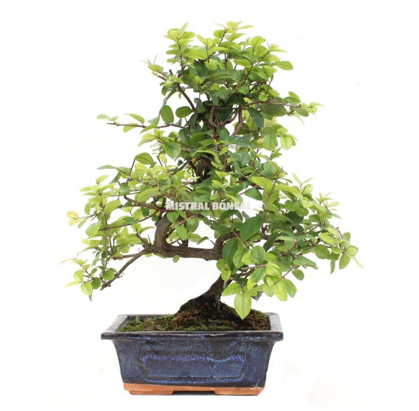 Sageretia theezans. Bonsai 6 years. Chinese Sweet Plum Tree or Bird plum. Sageretia theezans. Bonsai 6 years. Chinese Sweet Plum Tree or Bird plum.
