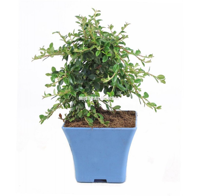 Cotoneaster sp. Prebonsái 8 años maceta azul Cotoneaster sp. Prebonsái 8 años maceta azul