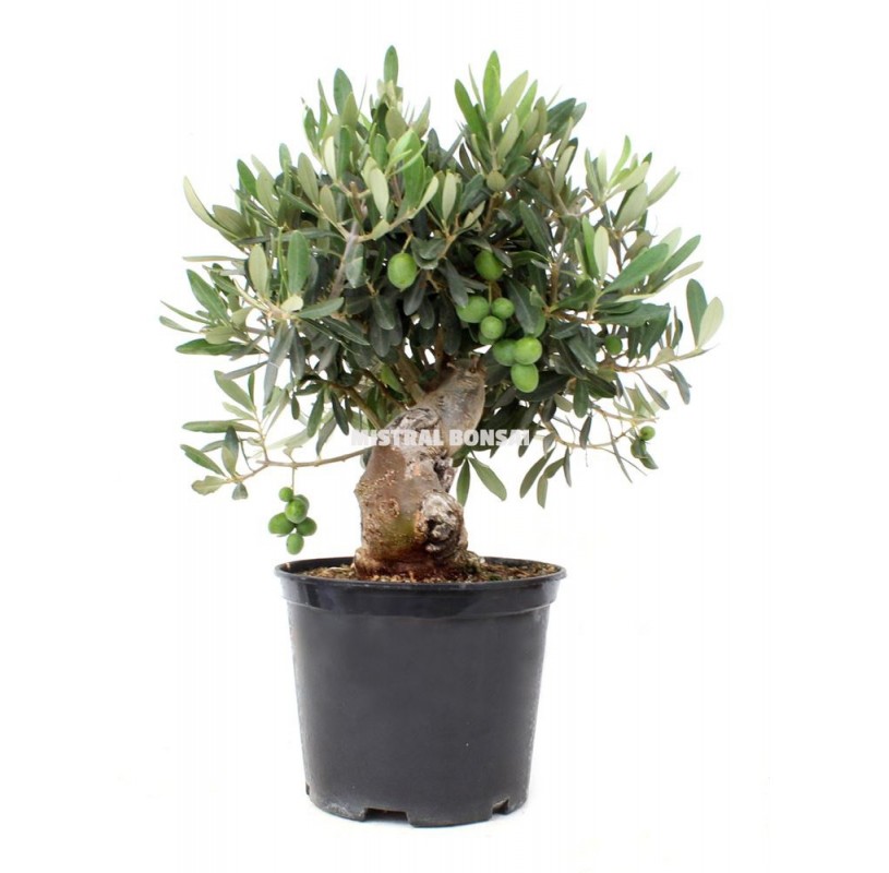 Olea europaea. Pre-bonsai 12 years. Olive tree. Olea europaea. Pre-bonsai 12 years. Olive tree.