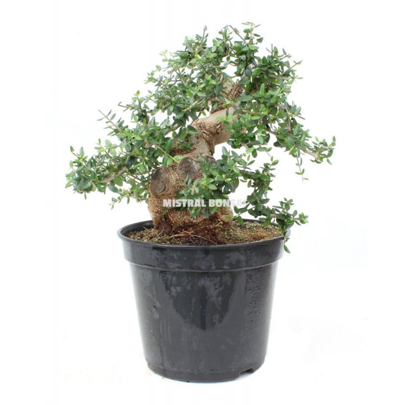 Olea europaea sylvestris. Prebonsái 21 años. Acebuche Olea europaea sylvestris. Prebonsái 21 años. Acebuche