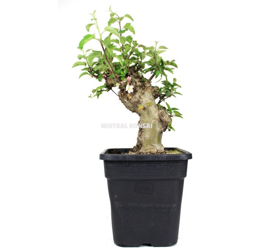 Malus sp. Prebonsái 19 años. Manzano. Malus sp. Prebonsái 19 años. Manzano.