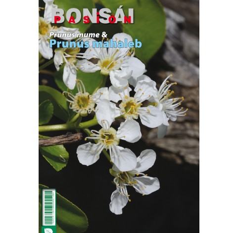 BONSAI PASION - Prunus mume & prunus mahaleb (Nº 95)