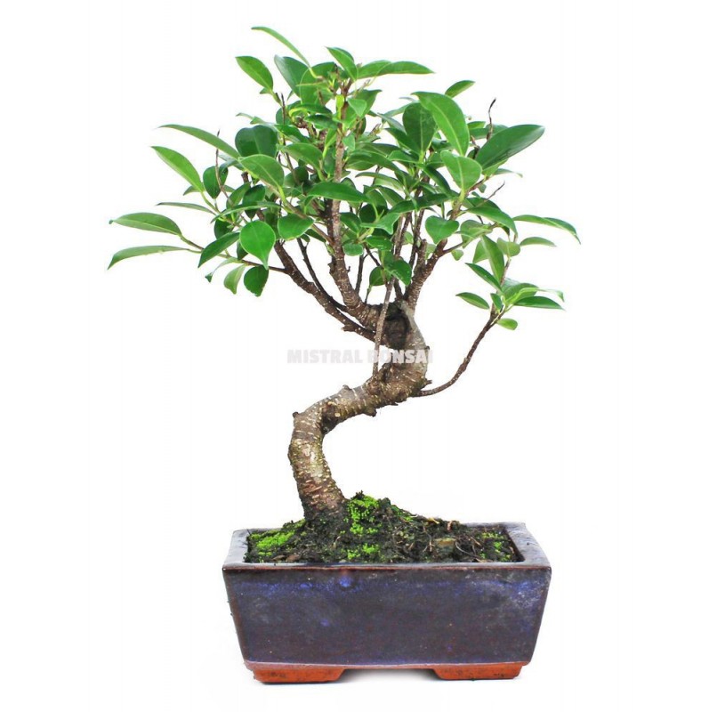 Ficus retusa. Bonsai 5 years. Fig tree. Ficus retusa. Bonsai 5 years. Fig tree.