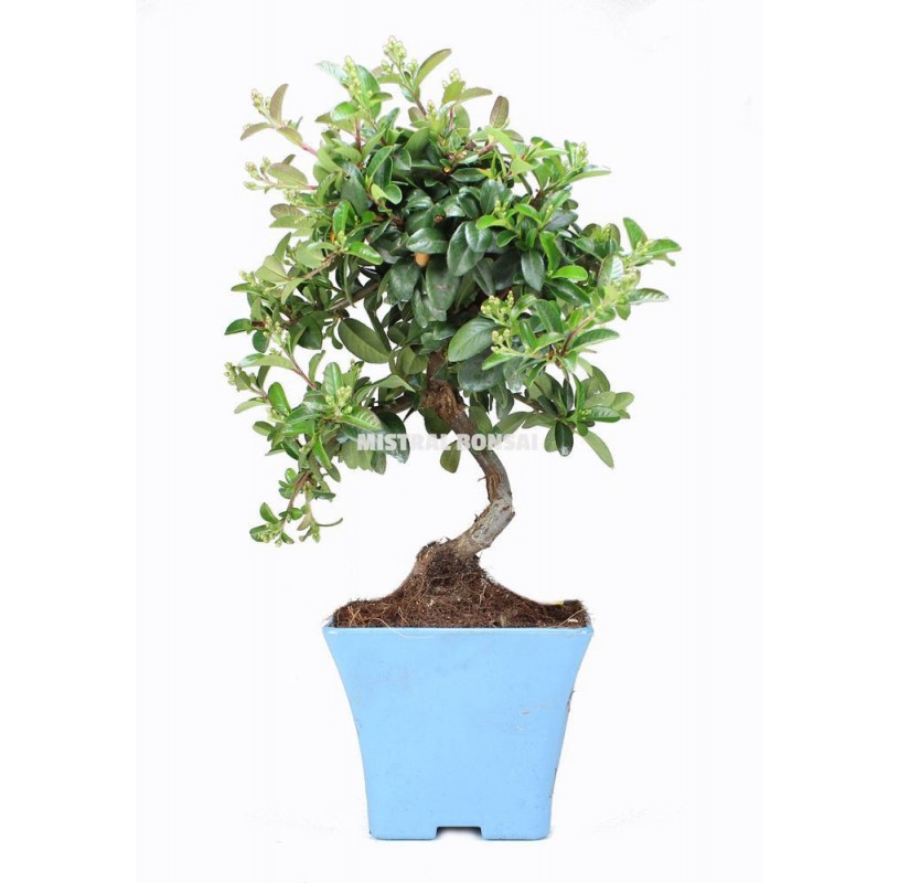 Pyracantha coccinea. Pre-bonsai 8 years. Firethorn. Pyracantha coccinea. Pre-bonsai 8 years. Firethorn.