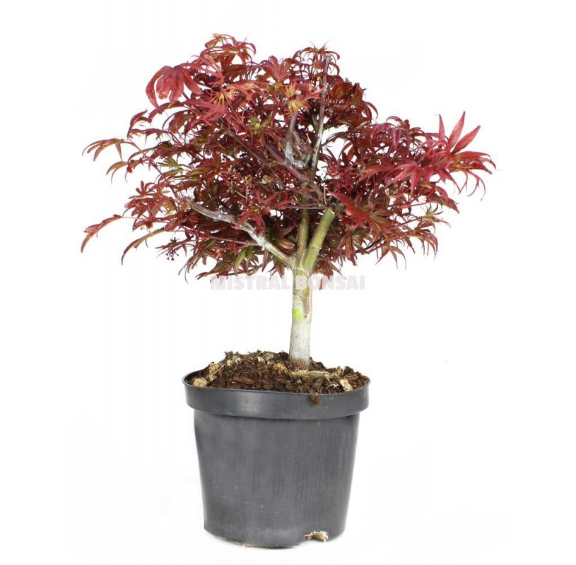 Acer palmatum shaina. Pre-bonsai 9 years. Japanese Red Maple. Acer palmatum shaina. Pre-bonsai 9 years. Japanese Red Maple.