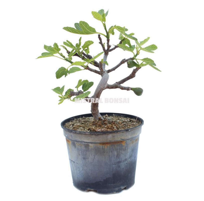 Ficus carica. Prebonsái 7 años. Higuera Ficus carica. Prebonsái 7 años. Higuera