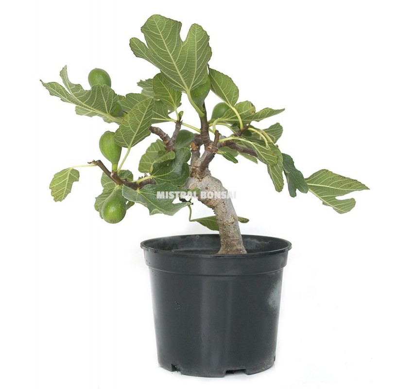 Ficus carica. Prebonsái 9 años. Higuera Ficus carica. Prebonsái 9 años. Higuera