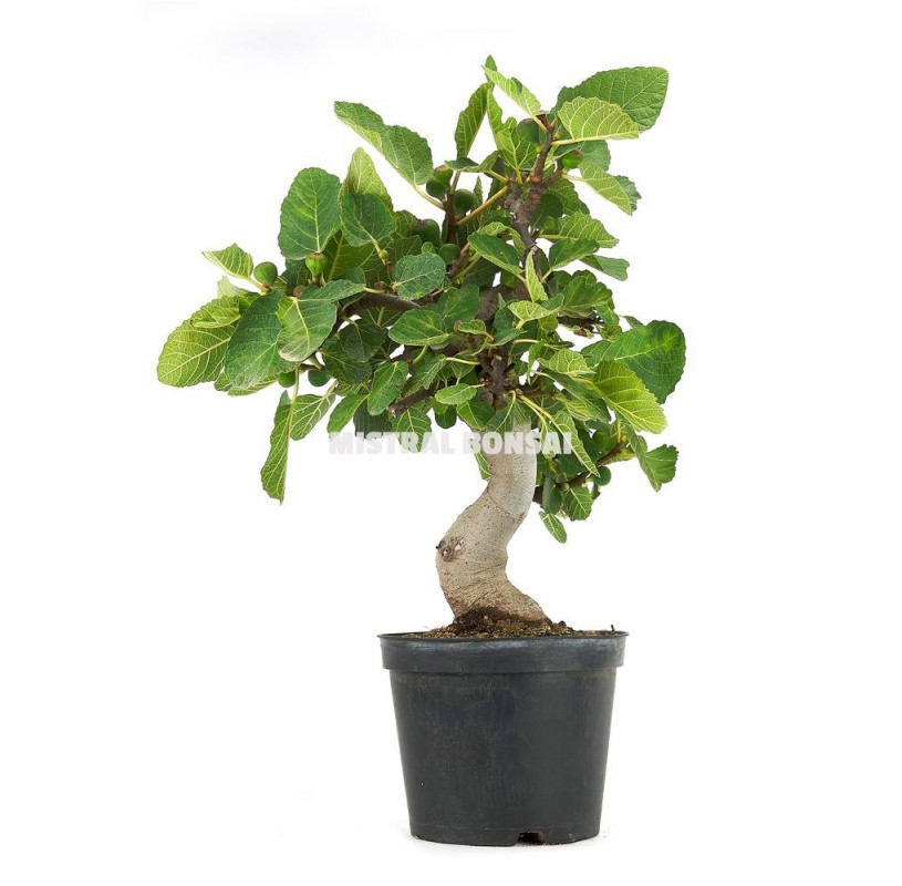 Ficus carica. Prebonsaï 19 Ans. Figuier. Ficus carica. Prebonsaï 19 Ans. Figuier.