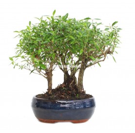 Serissa phoetida. Bonsai 6 years. Forest. Tree of a Thousand Stars or Snow rose.