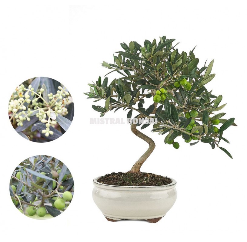 Olea europaea. Bonsaï 7 Ans. Olivier. Olea europaea. Bonsaï 7 Ans. Olivier.