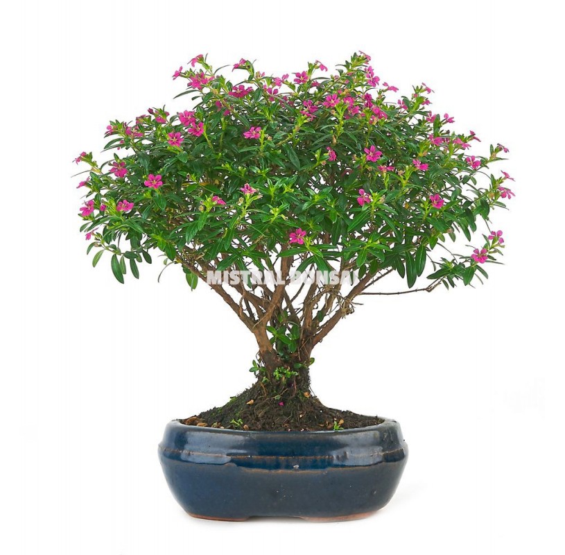 Cuphea sp.. Bonsai 6 years Cuphea sp.. Bonsai 6 years