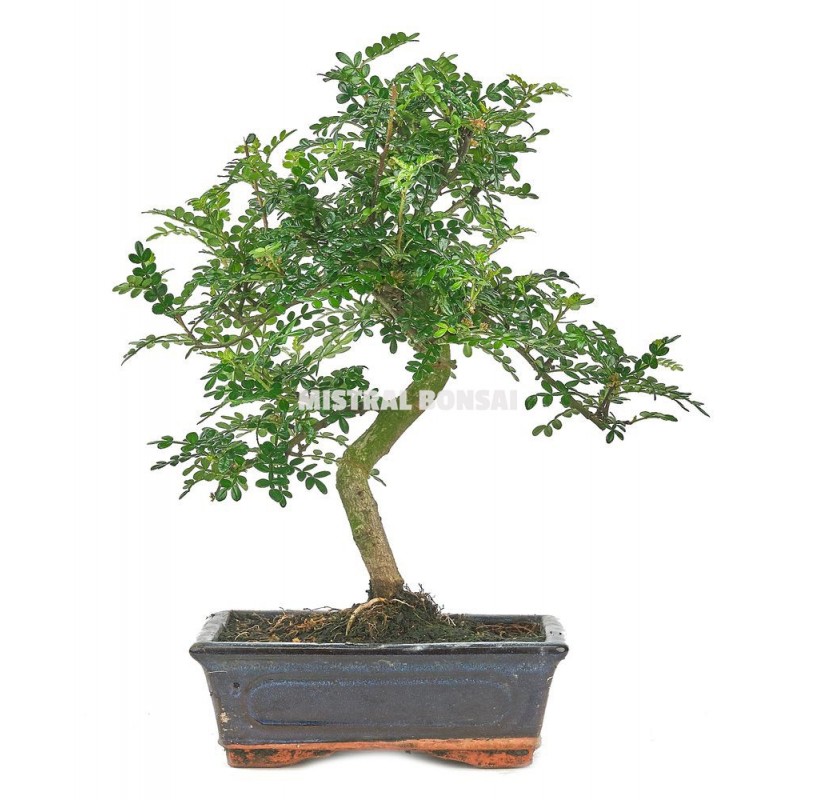 Zanthoxylum piperitum. Bonsái 8 años. Pimentero japonés Zanthoxylum piperitum. Bonsái 8 años. Pimentero japonés