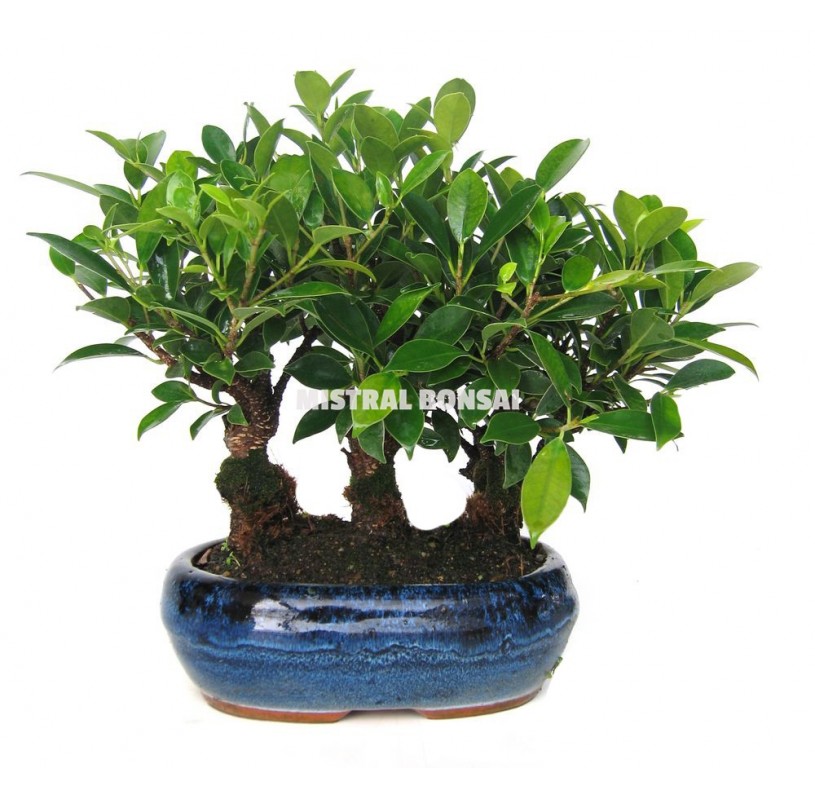 Ficus retusa. Bonsái 9 años. Bosque. Ficus. Ficus retusa. Bonsái 9 años. Bosque. Ficus.