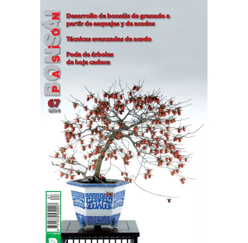 Nº 67 - BONSAI PASION Nº 67 - BONSAI PASION