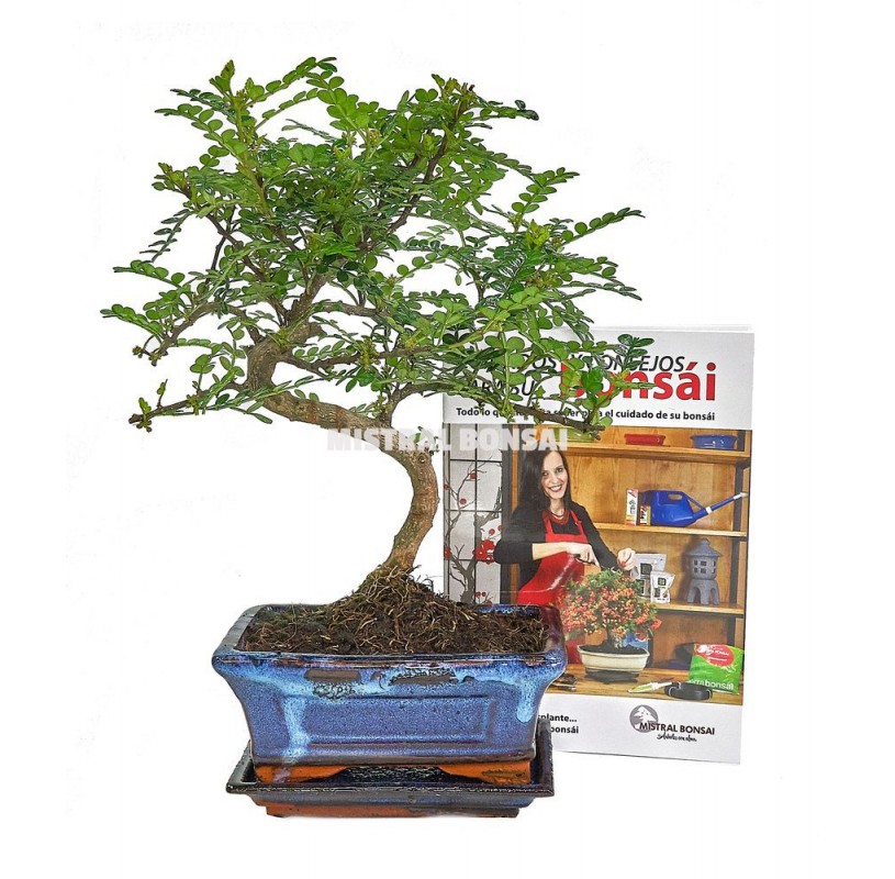 Pack bonsái Zanthoxylum de 6 años Pack bonsái Zanthoxylum de 6 años