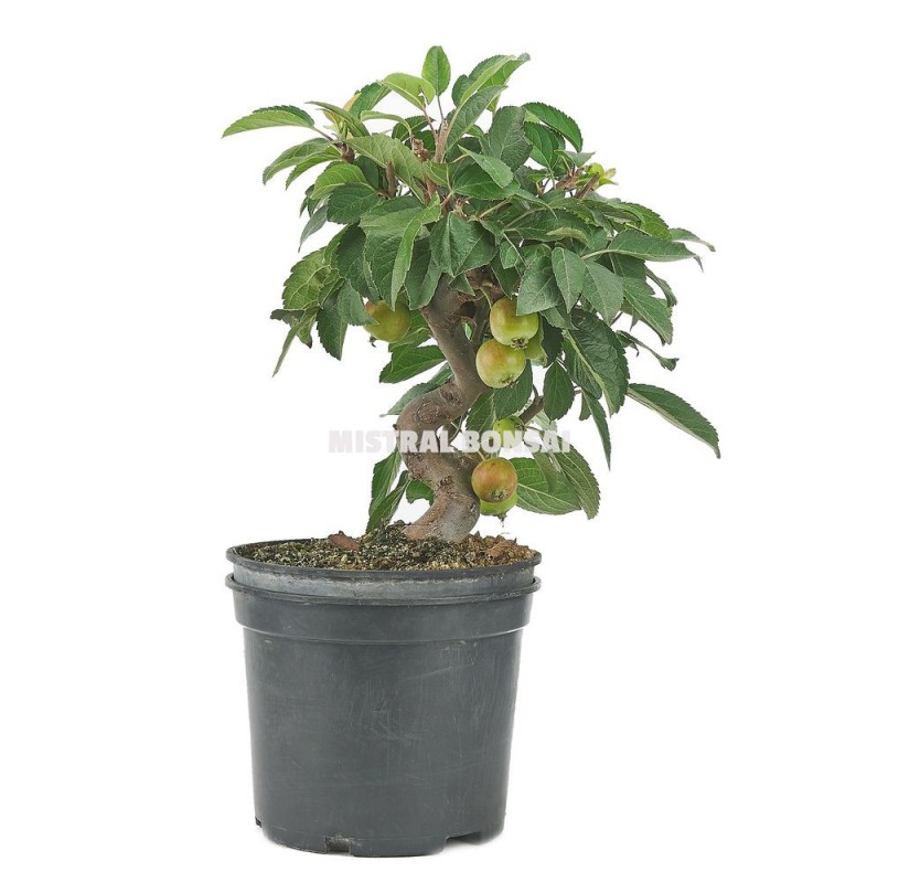 Malus sp. Pre-bonsai 9 years. Crabapple or Appletree. Malus sp. Pre-bonsai 9 years. Crabapple or Appletree.