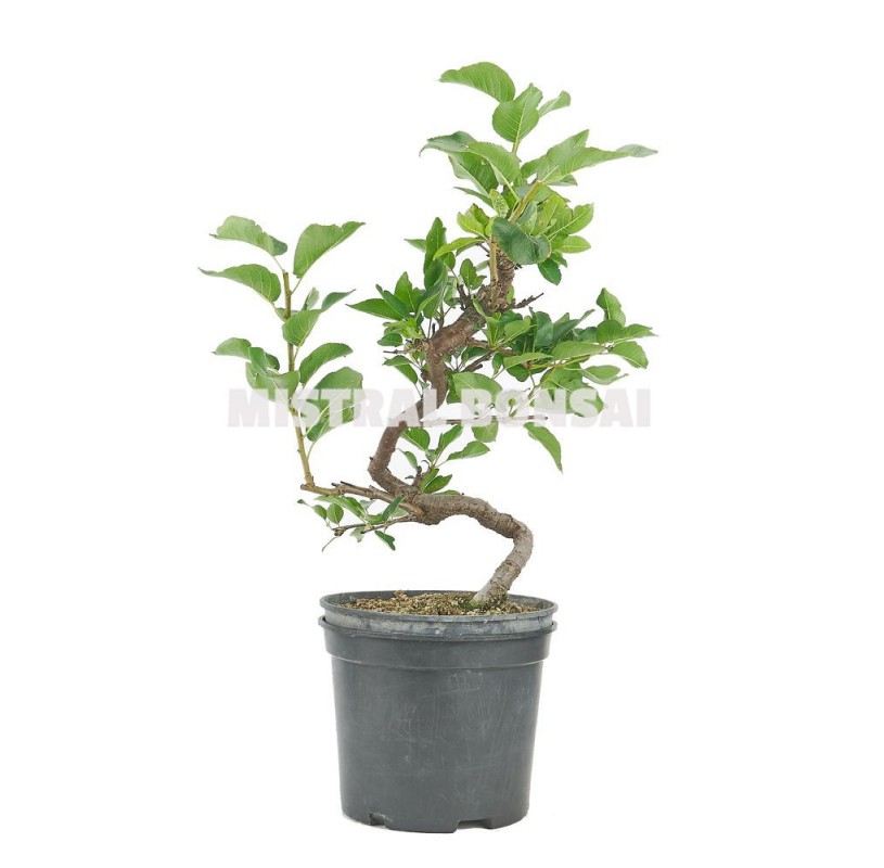 Prunus mahaleb. Pre-bonsai 10 years. Mahaleb cherry or St Lucie cherry. Prunus mahaleb. Pre-bonsai 10 years. Mahaleb cherry or St Lucie cherry.