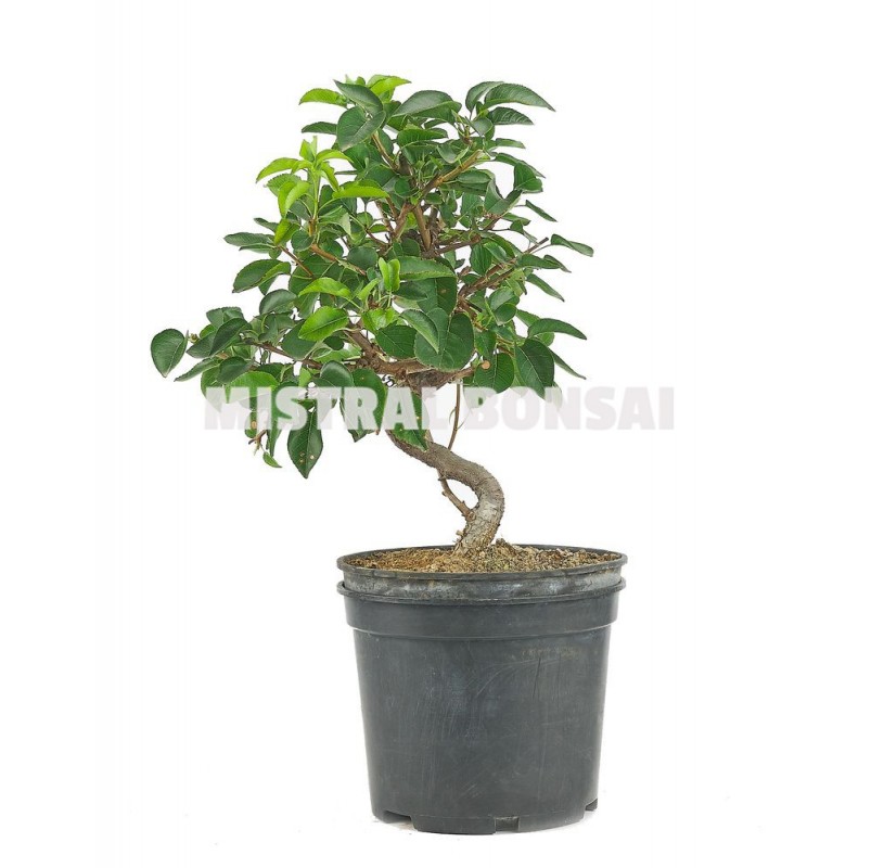 Prunus mahaleb . Prebonsái 9 años. Cerezo de Santa Lucia. Prunus mahaleb . Prebonsái 9 años. Cerezo de Santa Lucia.