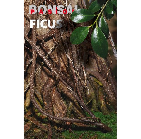 Nº 104 - BONSAI PASION - Ficus.