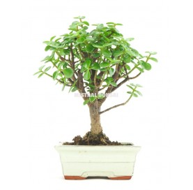 Portulacaria afra. Bonsai 5 years. Jade Tree or Dwarf Jade. 