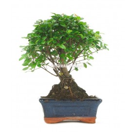 Sageretia theezans. Bonsai 5 years. Chinese Sweet Plum Tree or Bird plum. 