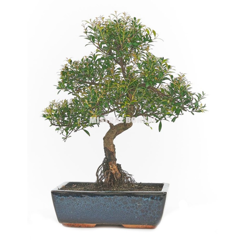 Syzigium buxifolium. Bonsái 10 años. Buxus. Syzigium buxifolium. Bonsái 10 años. Buxus.