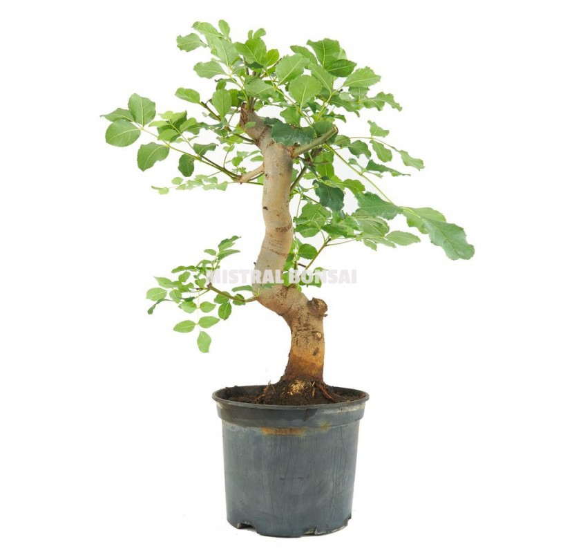 Fraxinus angustifolia. Pre-bonsai 12 years. Ash. Fraxinus angustifolia. Pre-bonsai 12 years. Ash.