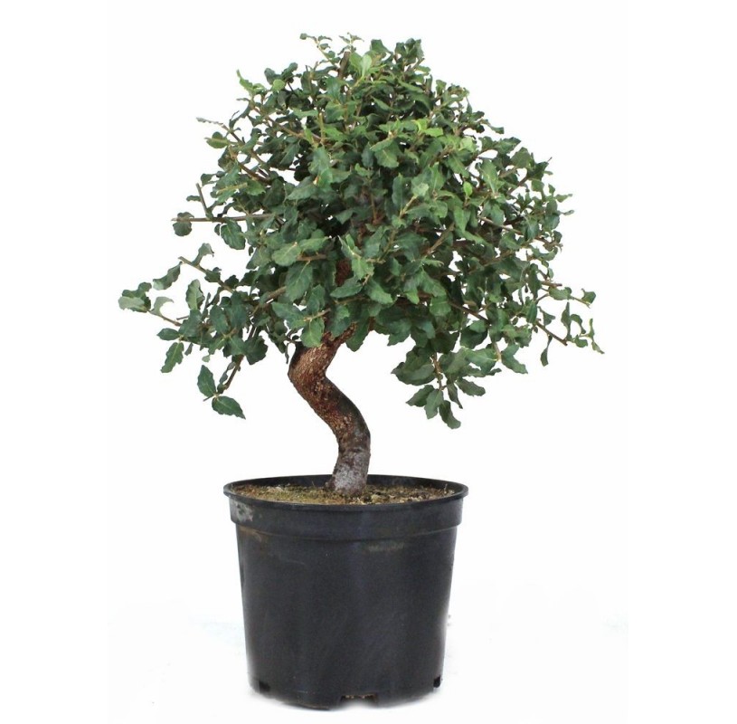 Quercus suber. Prebonsaï 9 Ans. Chêne-liège. Quercus suber. Prebonsaï 9 Ans. Chêne-liège.