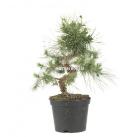 Pinus halepensis. Prebonsái 10 años. Pino carrasco. 
