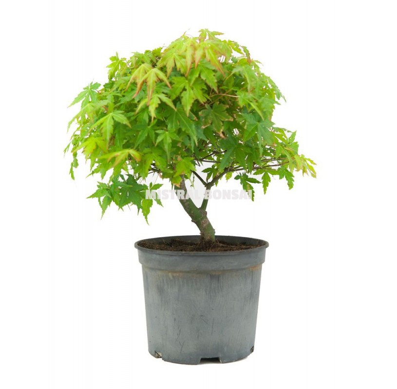 Acer palmatum. Prebonsaï 8 Ans. Érable palmé. Acer palmatum. Prebonsaï 8 Ans. Érable palmé.
