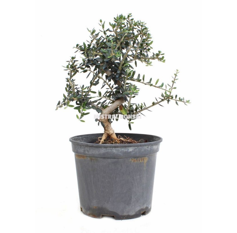 Olea europaea sylvestris. Pre-bonsai 7 years. Wild olive tree or acebuche. Olea europaea sylvestris. Pre-bonsai 7 years. Wild olive tree or acebuche.