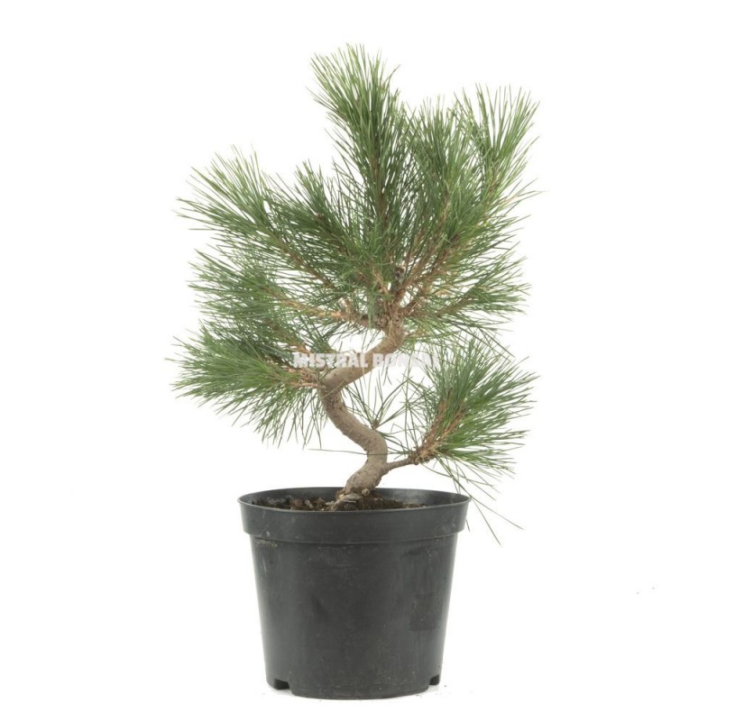 Pinus thunbergii. Pre-bonsai 17 years. Japanese black pine. Pinus thunbergii. Pre-bonsai 17 years. Japanese black pine.