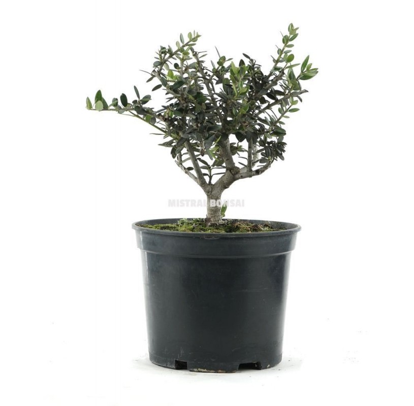 Olea europaea sylvestris. Pre-bonsai 6 years. Wild olive tree or acebuche. Olea europaea sylvestris. Pre-bonsai 6 years. Wild olive tree or acebuche.