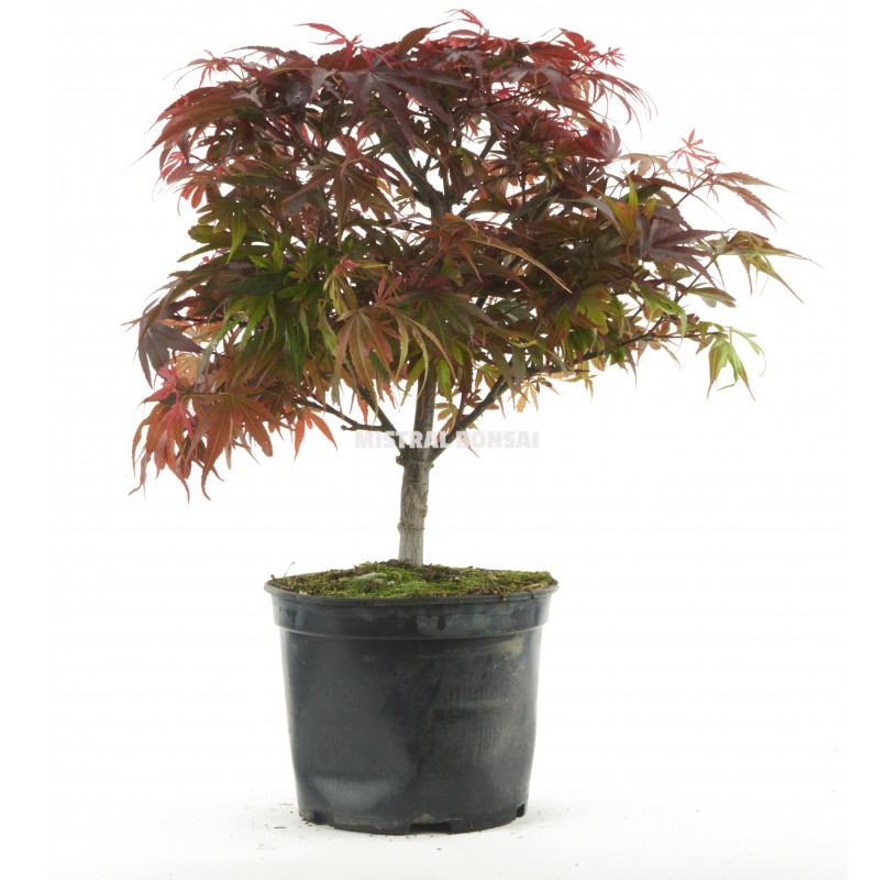 Acer palmatum shaina. Pre-bonsai 10 years. Japanese Red Maple. Acer palmatum shaina. Pre-bonsai 10 years. Japanese Red Maple.