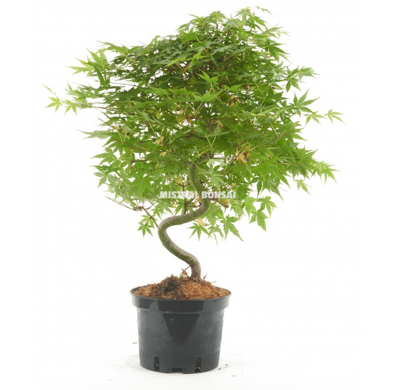 Acer palmatum. Prebonsaï 10 Ans. Érable palmé. Acer palmatum. Prebonsaï 10 Ans. Érable palmé.