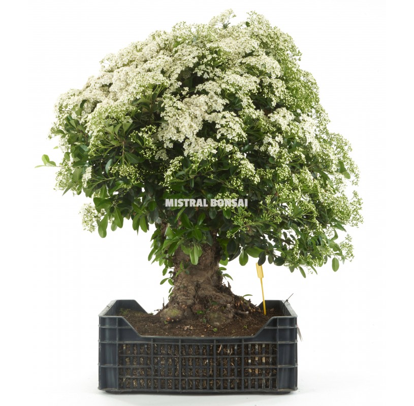 Pyracantha coccinea. Prebonsái 22 años en caja de cultivo. Espino de fuego. Pyracantha coccinea. Prebonsái 22 años en caja de cultivo. Espino de fuego.