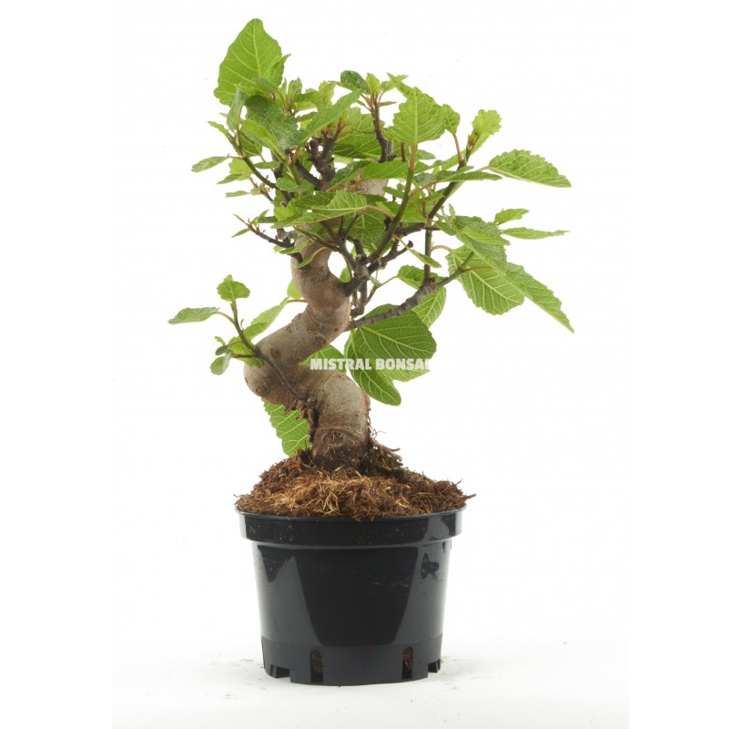 Ficus carica. Pre-bonsai 10 years. Fig tree. Ficus carica. Pre-bonsai 10 years. Fig tree.