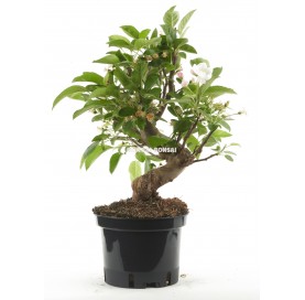 Malus sp. Pre-bonsai 10...