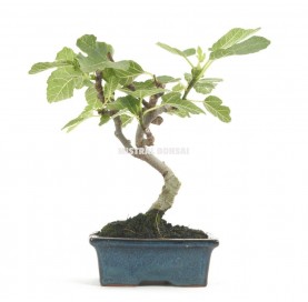 Ficus carica. Bonsai 7 years. Fig tree. 