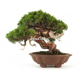 Bonsaï exemplaire Juniperus Chinensis Itoigawa de 58 ans