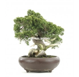 Bonsai specimen Juniperus chinensis, 50 years