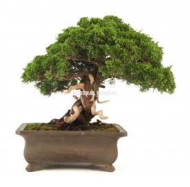 Bonsai specimen Juniperus chinensis, 39 years