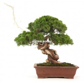 Bonsái ejemplar Juniperus chinensis de 59 años