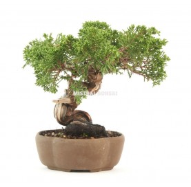 Bonsai-Exemplar Juniperus chinensis 34 Jahre alt