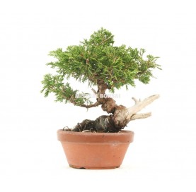 Bonsái ejemplar Juniperus chinensis de 29 años